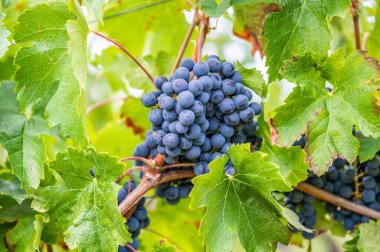 Close-up blue wine grapes hang on a vine plant in a wine country during autumn, green leafs around the grapes