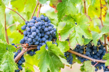 Close-up blue wine grapes hang on a vine plant in a wine country during autumn, green leafs around the grapes