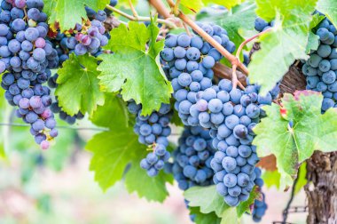 Close-up blue wine grapes hang on a vine plant in a wine country during autumn, green leafs around the grapes