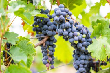 Close-up blue wine grapes hang on a vine plant in a wine country during autumn, green leafs around the grapes