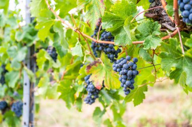 Close-up blue wine grapes hang on a vine plant in a wine country during autumn, green leafs around the grapes