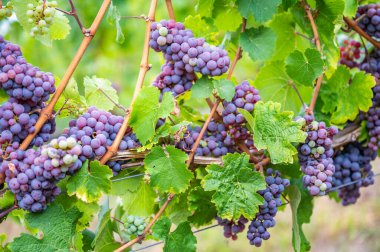 Purple wine grapes hang on a vine plant in a wine country during autumn, green leafs around the grapes