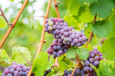 Close-up purple wine grapes hang on a vine plant in a wine country during autumn, green leafs around the grapes