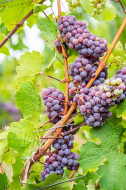 Close-up purple wine grapes hang on a vine plant in a wine country during autumn, green leafs around the grapes