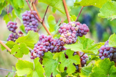 Close-up purple wine grapes hang on a vine plant in a wine country during autumn, green leafs around the grapes