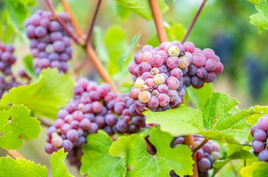Close-up purple wine grapes hang on a vine plant in a wine country during autumn, green leafs around the grapes