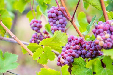 Close-up purple wine grapes hang on a vine plant in a wine country during autumn, green leafs around the grapes