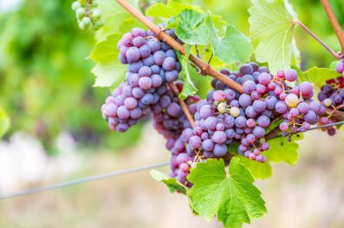 Close-up purple wine grapes hang on a vine plant in a wine country during autumn, green leafs around the grapes