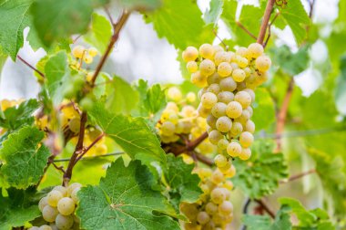 Close-up bright yellow wine grapes hang on a vine plant in a wine country during autumn, green leafs around the grapes