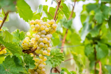 Close-up bright yellow wine grapes hang on a vine plant in a wine country during autumn, green leafs around the grapes