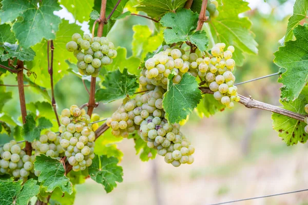 Close-up bright yellow wine grapes hang on a vine plant in a wine country during autumn, green leafs around the grapes