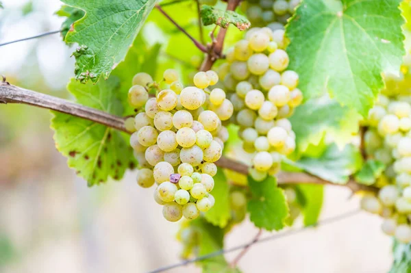 Close-up bright yellow wine grapes hang on a vine plant in a wine country during autumn, green leafs around the grapes