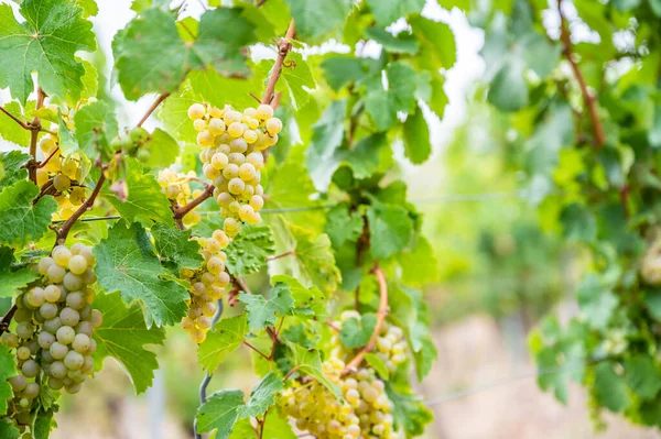 Close-up bright yellow wine grapes hang on a vine plant in a wine country during autumn, green leafs around the grapes