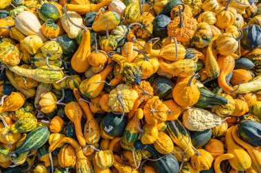 Pumpkin ornamental gourds background, lots of different colored small pumpkins lie on top of each other in october