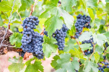 Blue ripe grapes hang on a vine plant in September before harvest