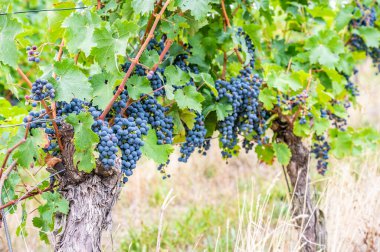 Blue ripe grapes hang on a vine plant in September before harvest