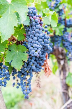 Blue ripe grapes hang on a vine plant in September before harvest