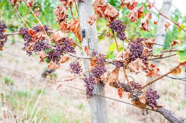 Shriveled bunches of purple colored grapes, too much sun and heat, bad weather, hanging on a vine plant, bad harvest, vineyard
