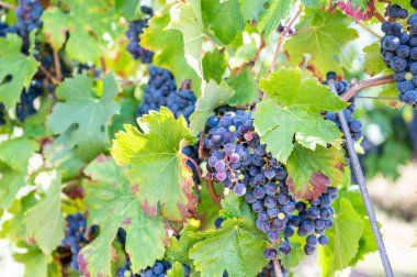 Blue fresh bunch of grapes hang on a vine plant in September before harvest