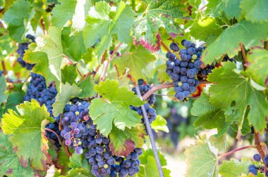 Blue fresh bunch of grapes hang on a vine plant in September before harvest