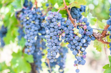 Blue fresh bunch of grapes hang on a vine plant in September before harvest