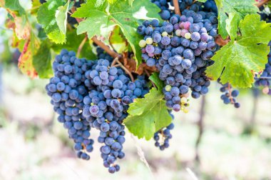 Blue fresh bunch of grapes hang on a vine plant in September before harvest