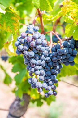 Blue fresh bunch of grapes hang on a vine plant in September before harvest
