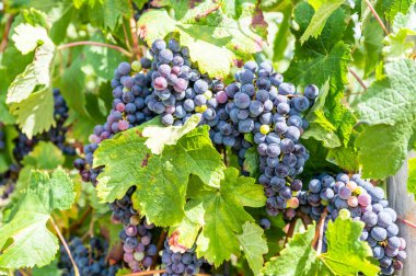 Blue fresh bunch of grapes hang on a vine plant in September before harvest