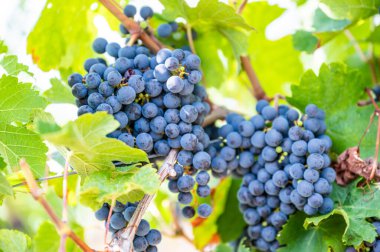 Blue fresh bunch of grapes hang on a vine plant in September before harvest