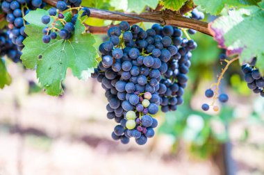 Blue fresh bunch of grapes hang on a vine plant in September before harvest
