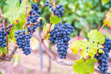 Blue fresh bunch of grapes hang on a vine plant in September before harvest