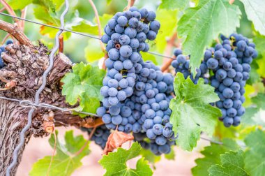 Blue fresh bunch of grapes hang on a vine plant in September before harvest
