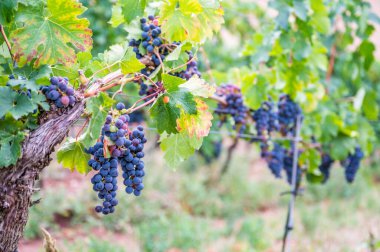 Blue fresh bunch of grapes hang on a vine plant in September before harvest
