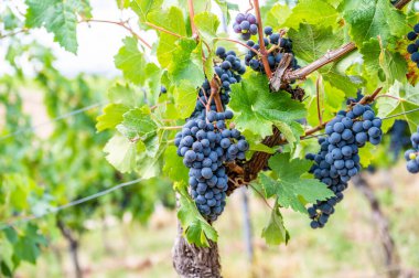 Blue fresh bunch of grapes hang on a vine plant in September before harvest