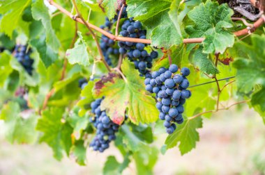 Blue fresh bunch of grapes hang on a vine plant in September before harvest