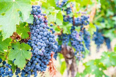 Blue fresh bunch of grapes hang on a vine plant in September before harvest