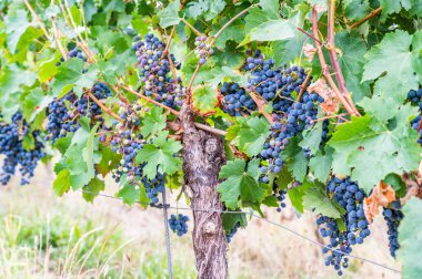 Blue fresh bunch of grapes hang on a vine plant in September before harvest