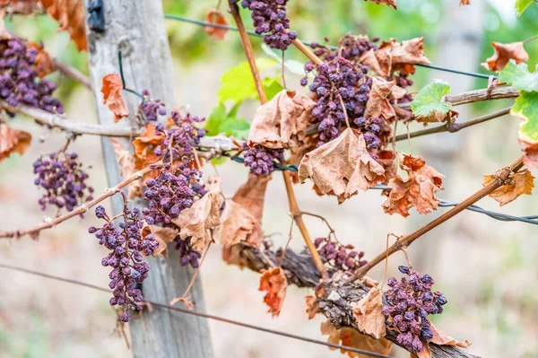 Shriveled bunches of purple colored grapes, too much sun and heat, bad weather, hanging on a vine plant, bad harvest, vineyard