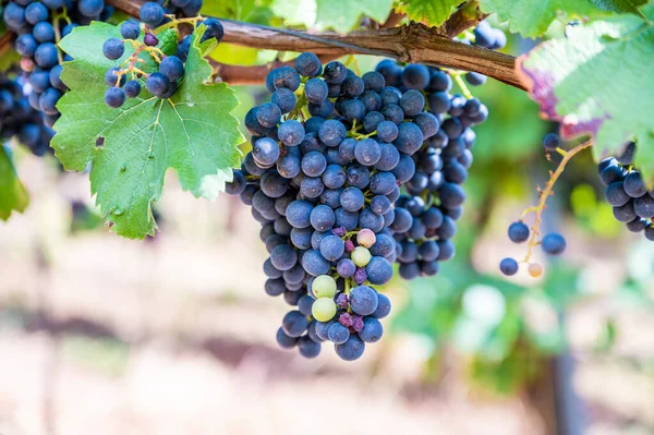 Blue fresh bunch of grapes hang on a vine plant in September before harvest