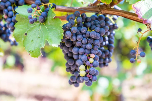 Blue fresh bunch of grapes hang on a vine plant in September before harvest