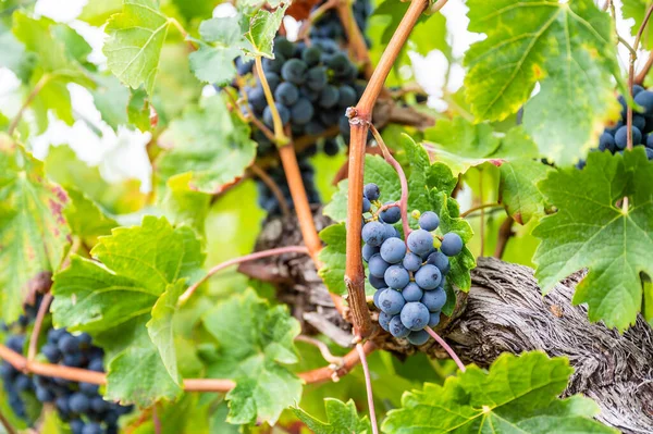 Blue fresh bunch of grapes hang on a vine plant in September before harvest