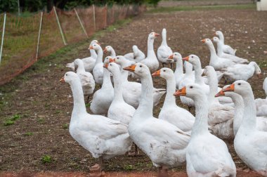 Group of white Ducks, Geese on a farm looking for food
