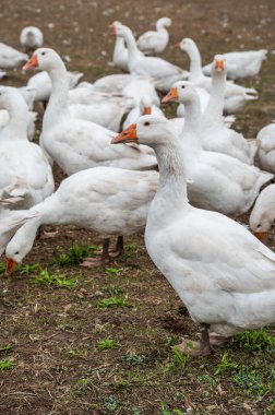 Close-up group of white Ducks, Geese on a farm looking for food