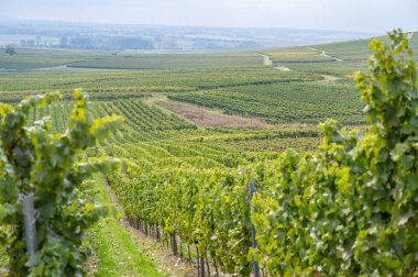 vine plants on a vineyard during end of september, mainz zornheim, germany