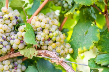 Close-up green yellow colored bunches of grapes hang on a vine plant in September before harvest, sunny day
