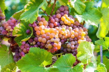 Close-up Yellow purple bunches of grapes hang on a vine plant in September before harvest, green leaves in front