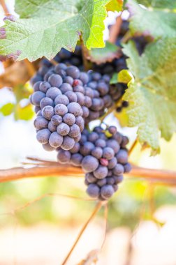 Close-up blue colored bunches of grapes hang on a vine plant in September before harvest, sunny day