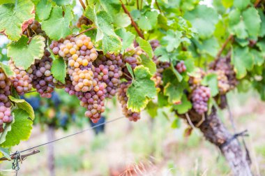 Yellow purple bunches of grapes hang on a vine plant in September before harvest