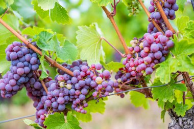 close-up Blue purple bunches of grapes hang on a vine plant in September before harvest