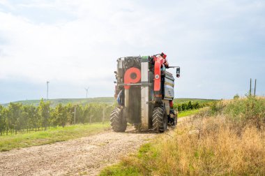 Grape harvest machine on an agricultural path during september next to vine plants on a vineyard, rear view